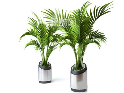 C4D模型落地盆栽模型落地绿植模型散尾葵模型-源酷网