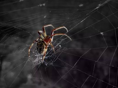 中文汉化版-快速创建蜘蛛网插件AEscripts SpiderWeb 1.21 支持R15-R21 Win/Mac + 使用教程-源酷网