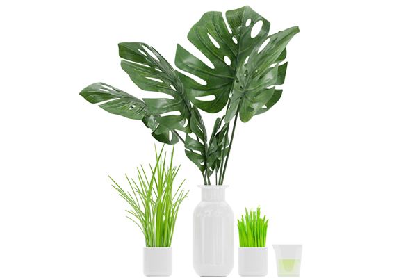 C4D落地盆栽模型落地绿植模型龟背竹3D模型下载