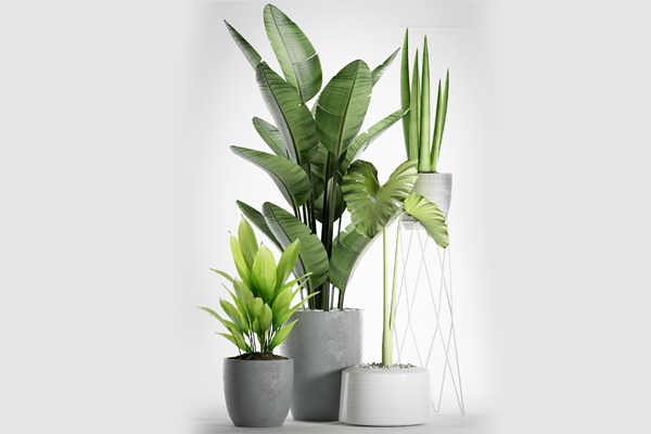 C4D落地盆栽模型落地绿植模型鹤望兰3D模型下载