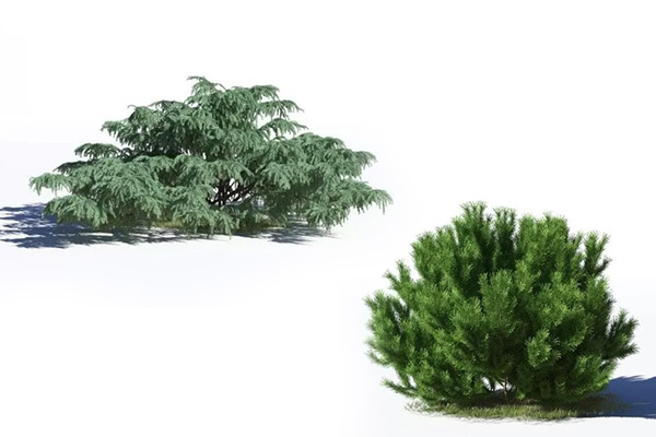 C4D模型-针叶树模型矮松模型树木3D模型