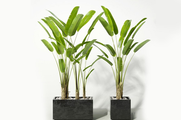 落地盆栽模型芭蕉树模型-C4D模型