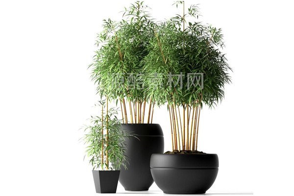 C4D模型-竹子盆栽模型盆景模型