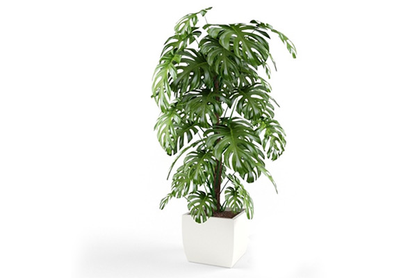 盆景模型龟背竹模型盆栽3D模型