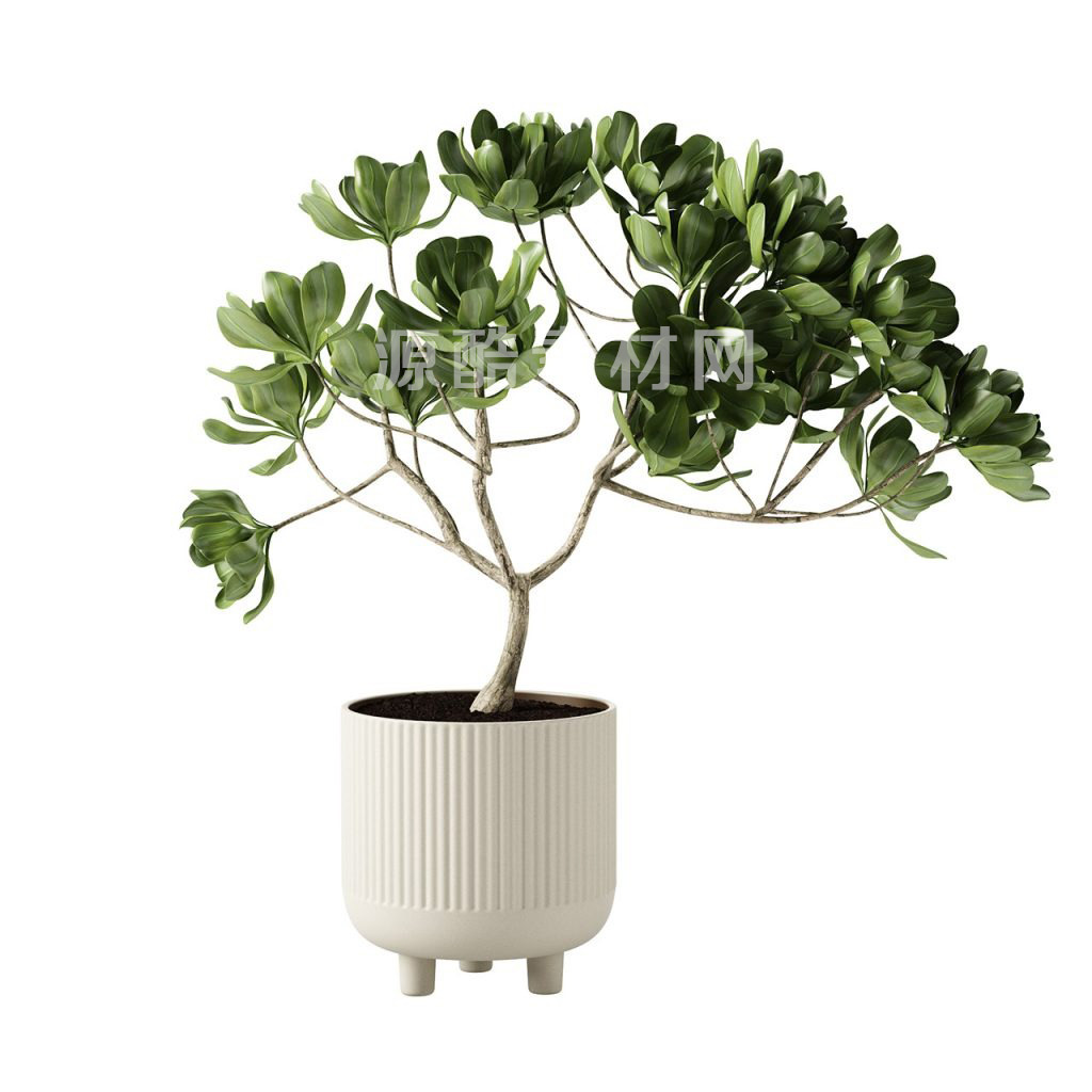 C4D模型-盆栽模型花瓶模型植物3D模型
