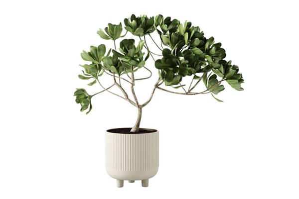 C4D模型-盆栽模型花瓶模型植物3D模型