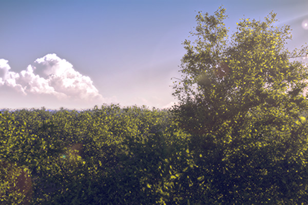 Blender插件-几何节点程序化生成树木模型预设 Tree Generator v2