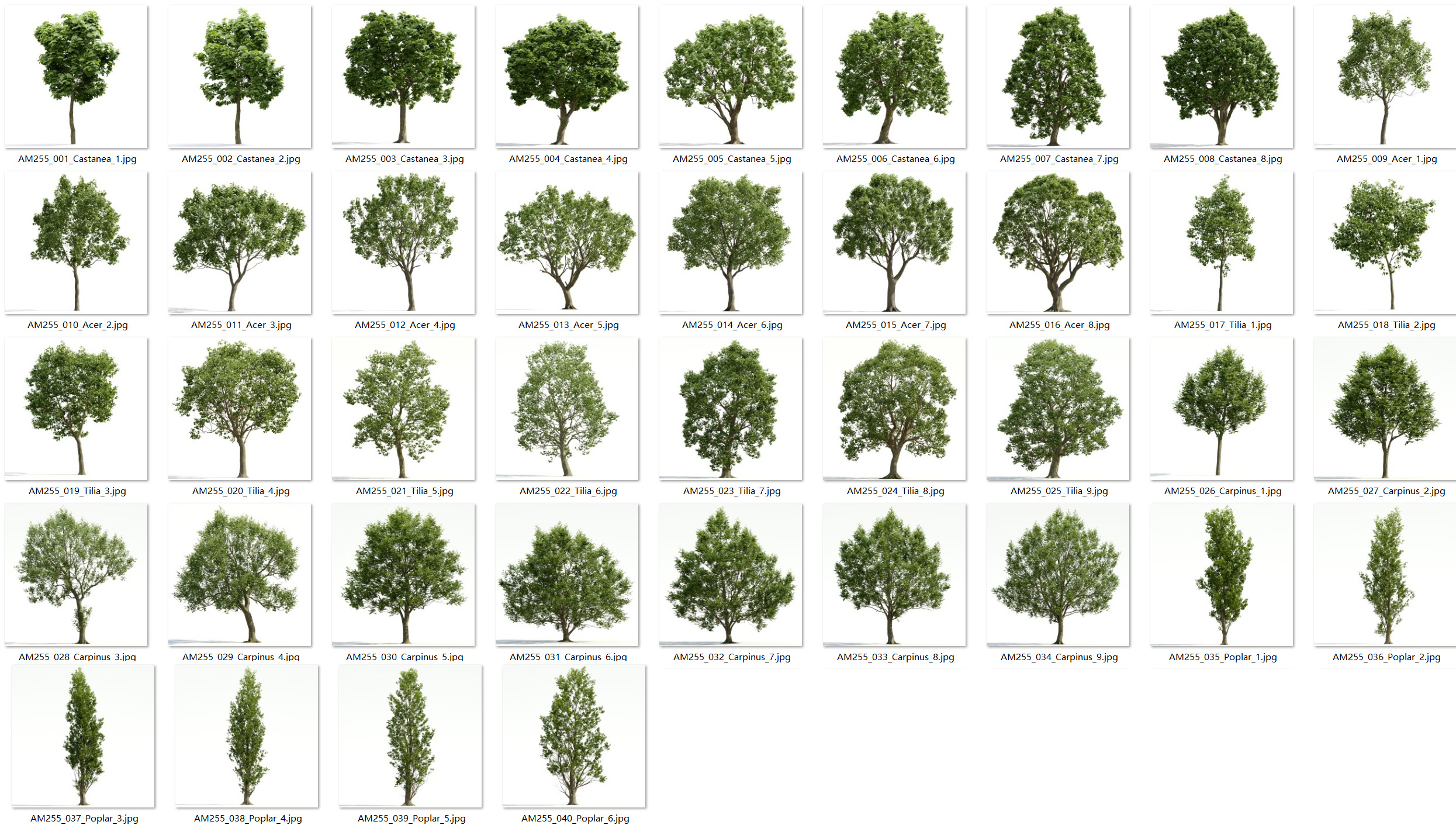 C4D模型-40颗树木模型椴树模型杨树模型等树木3D模型合集