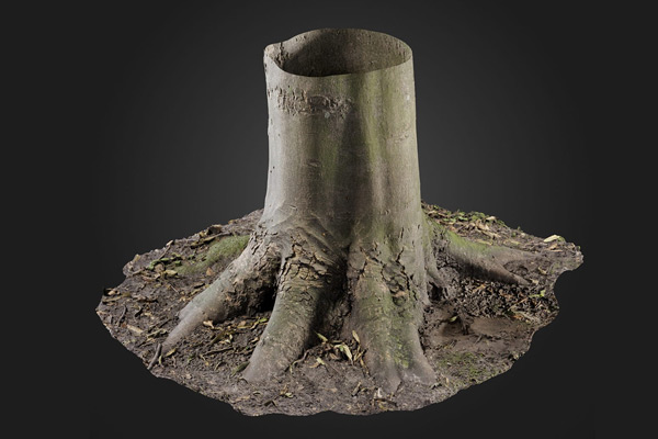 C4D模型-树根模型树干模型