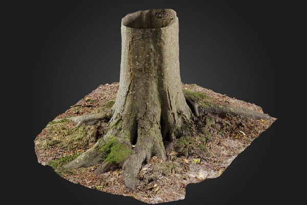 C4D模型-树根模型树干模型