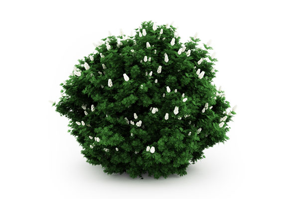 C4D花丛模型草丛模型-C4D模型素材下载