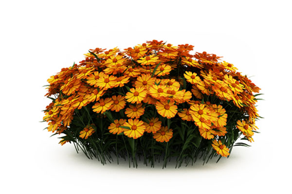 C4D菊花丛模型黄色花丛模型-C4D模型素材下载