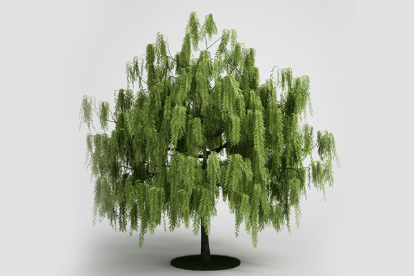 C4D柳树模型植物模型-C4D模型素材下载