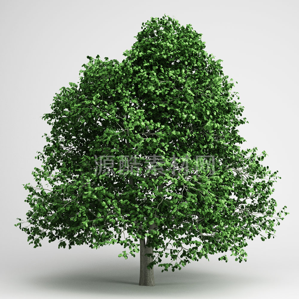 C4D铁树模型植物模型-C4D模型素材下载