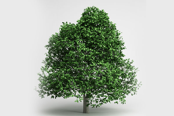 C4D铁树模型植物模型-C4D模型素材下载