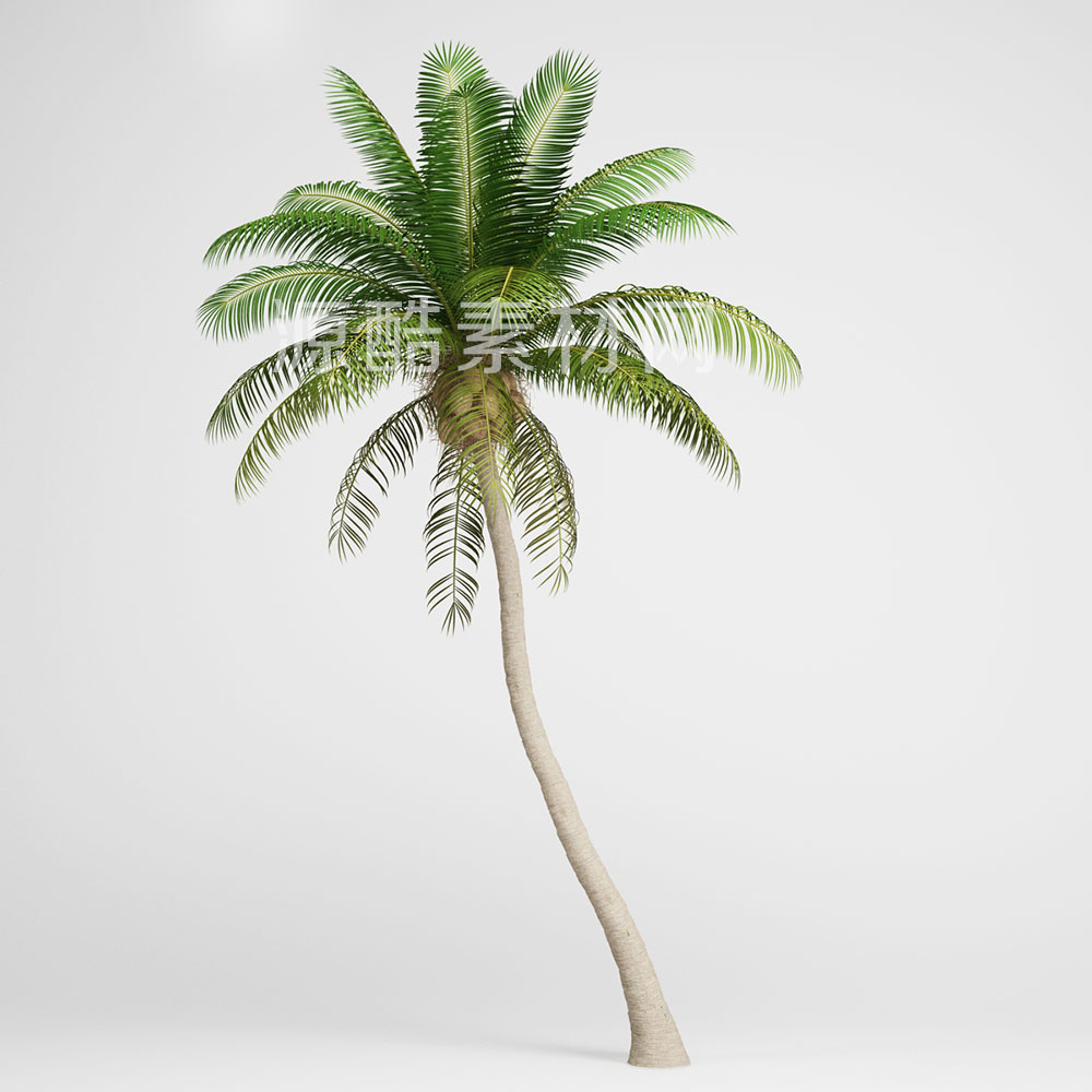 椰子树模型植物模型-C4D模型素材下载