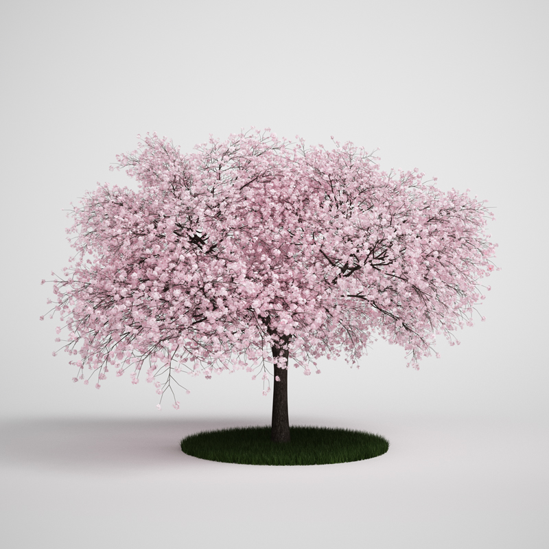 C4D樱花树模型植物模型素材-C4D模型免费下载