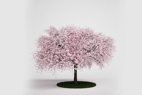 C4D樱花树模型植物模型素材下载