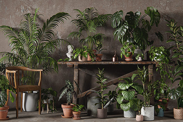 48个高质量盆栽绿植模型植物3D模型下载 3DCollective – Interior Plants Pack 01