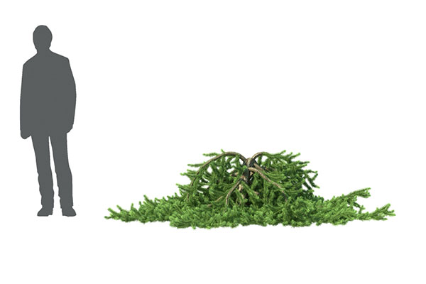 C4D植物模型-花园树木模型下载