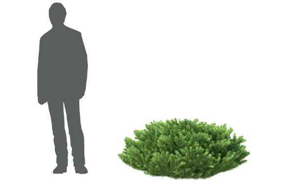 花园草丛模型-C4D植物模型下载