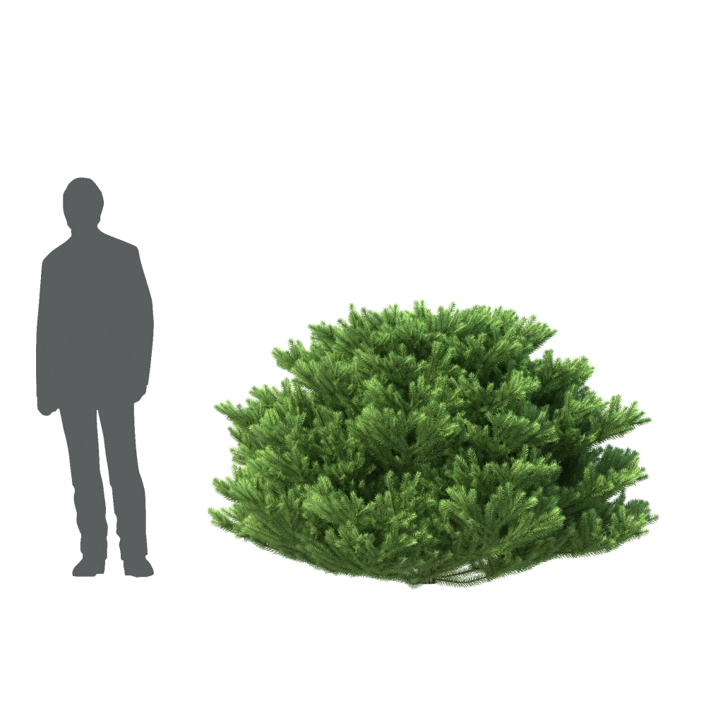 草丛模型植物模型-C4D模型免费下载
