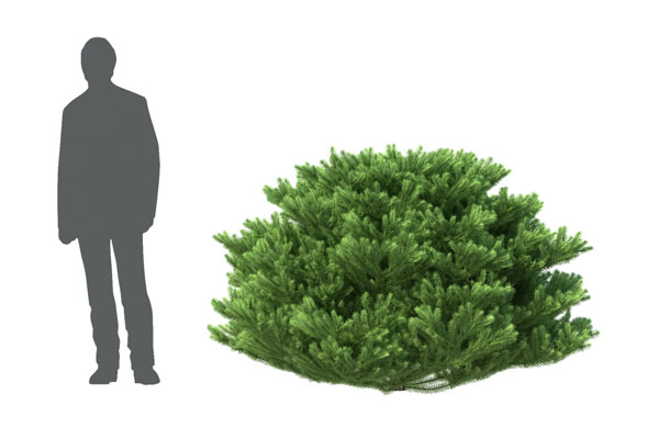 草丛模型植物模型-C4D模型下载