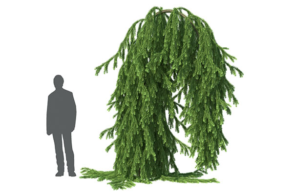 树木模型花园植物模型-C4D模型素材下载