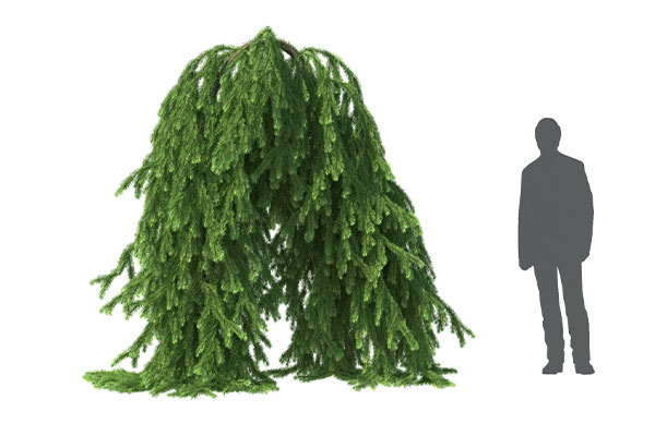 树木模型花园植物模型-C4D模型