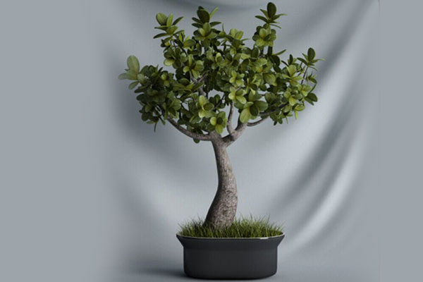 C4D盆栽模型室内盆景绿植模型下载