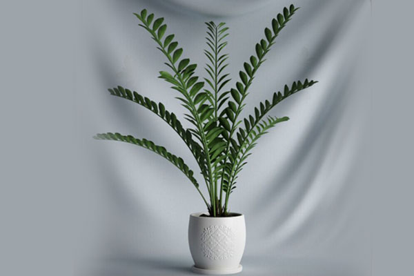 C4D盆栽盆景模型绿植模型下载