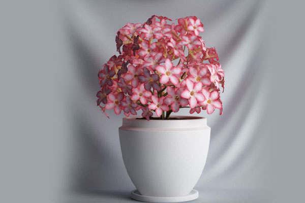 C4D盆栽-盆景模型花卉模型鲜花模型下载