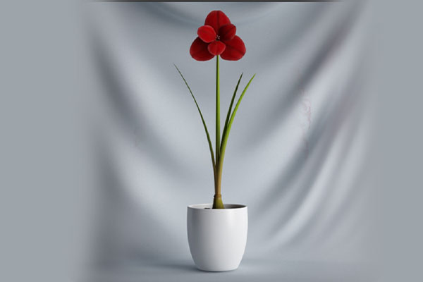 C4D盆栽模型花卉模型盆景模型免费下载