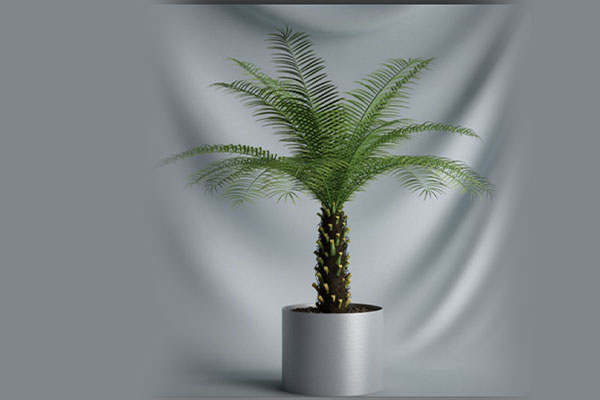 C4D盆栽模型盆景模型绿植模型下载