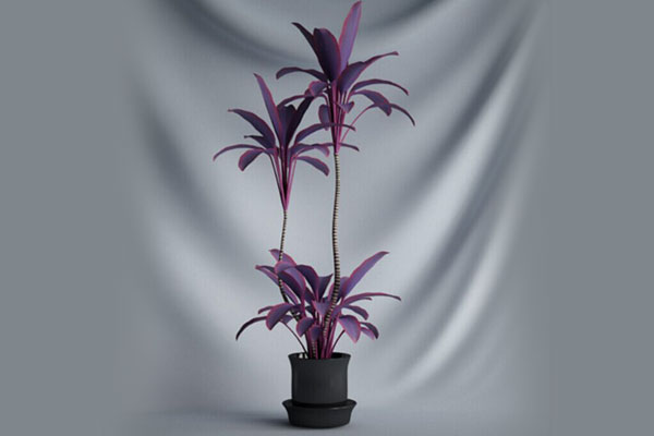 C4D盆栽模型绿植模型盆景模型素材