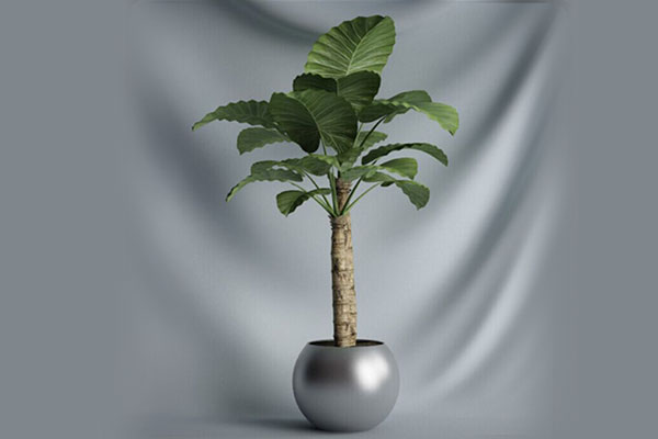 C4D盆栽模型盆景模型植物模型下载