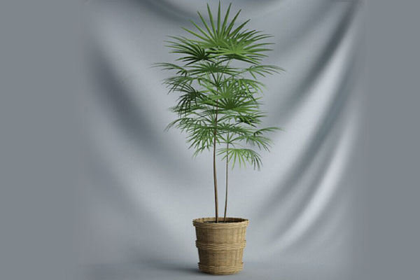 C4D盆栽模型盆景模型绿植模型下载