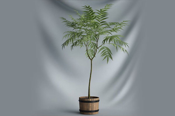 盆栽模型盆景模型-C4D绿植模型下载