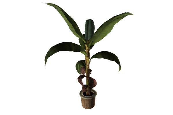 C4D芭蕉树盆栽模型芭蕉绿植模型下载