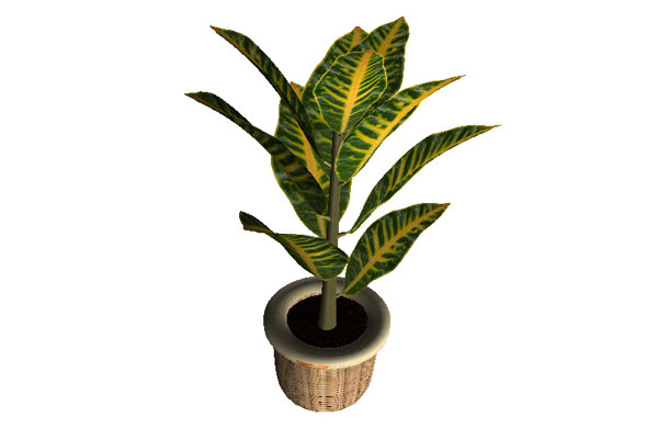 C4D绿植-变叶木模型盆栽模型盆景模型下载