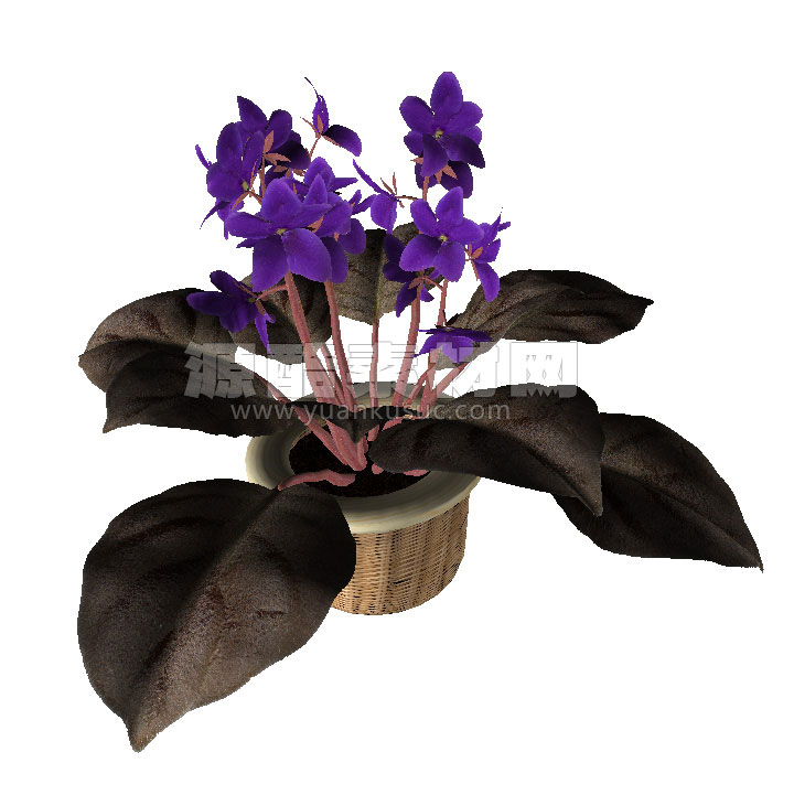 C4D非洲紫罗兰盆栽模型盆景模型下载