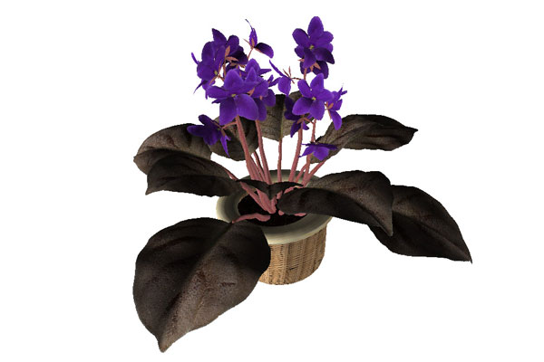 C4D非洲紫罗兰盆栽模型盆景模型下载