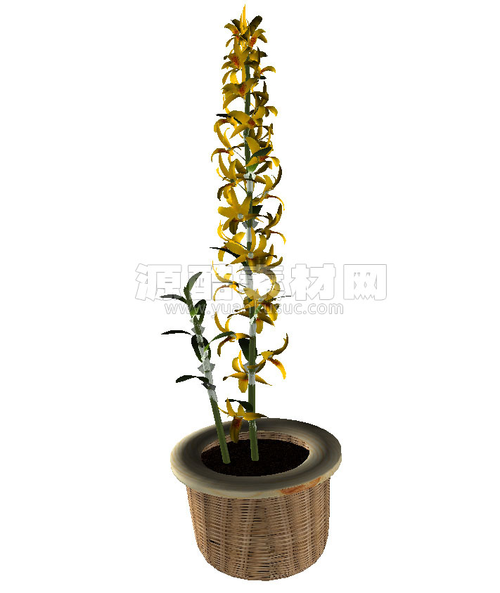 C4D金钗石斛盆栽模型盆景绿植模型下载