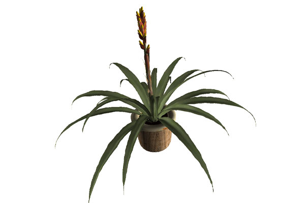 C4D模型-金顶凤梨盆栽模型盆景绿植模型下载