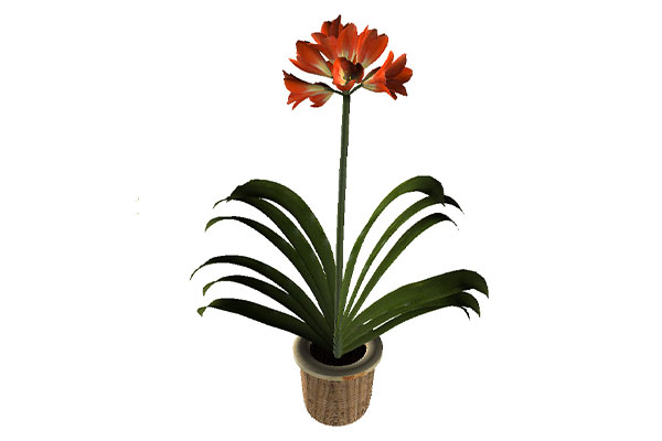 C4D模型-君子兰盆栽模型绿植盆景模型下载