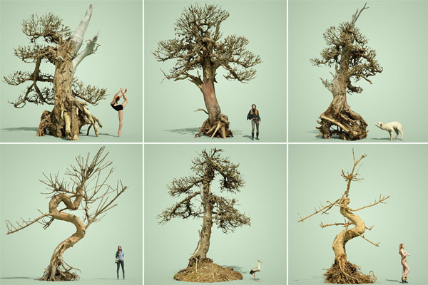 9款枯死盆景树模型枯树3D模型下载