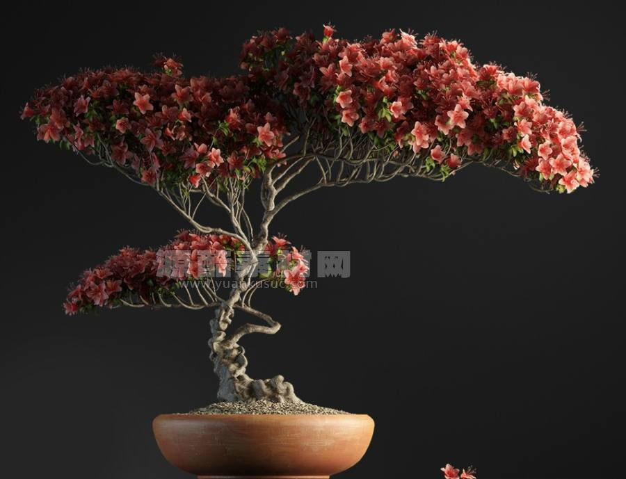C4D模型-室内盆景模型红色盆栽植物模型花树模型下载