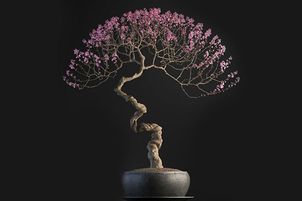 C4D植物模型-盆景模型盆栽花树模型下载