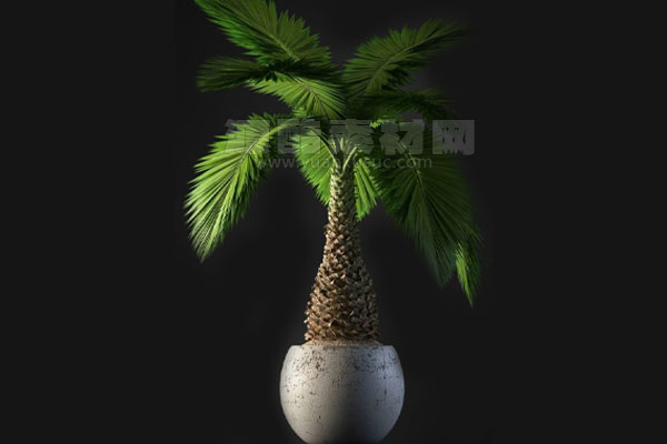 C4D室内盆栽模型盆栽植物模型下载