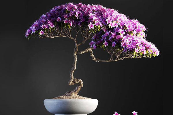 C4D模型-花树盆景模型盆栽模型观赏树模型下载